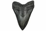 Serrated, Fossil Megalodon Tooth - Foot Shark! #202680-1